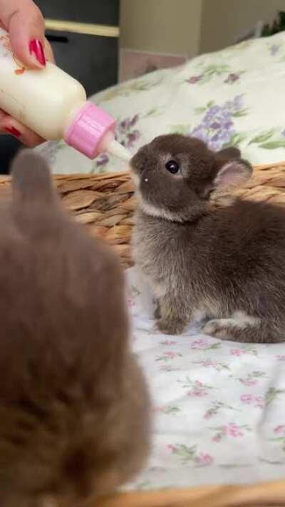 at my friends place and shes hand raising two netherland dwarf baby girls 🥰❤️