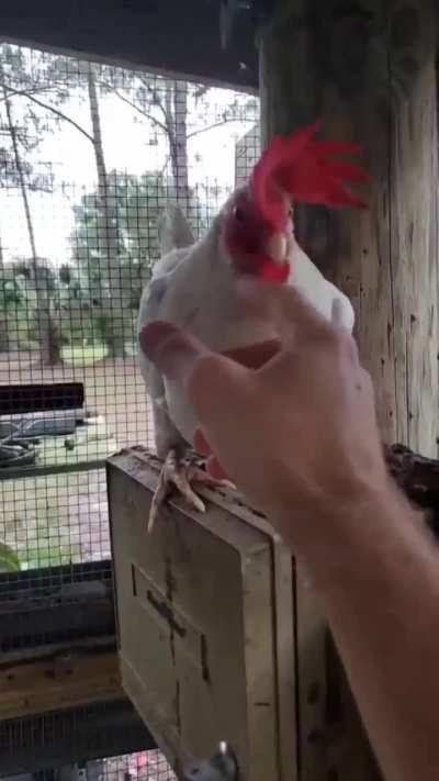 What the wunk‽‽‽