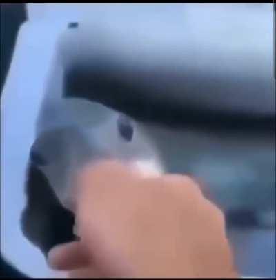 Fishing in the modern era.