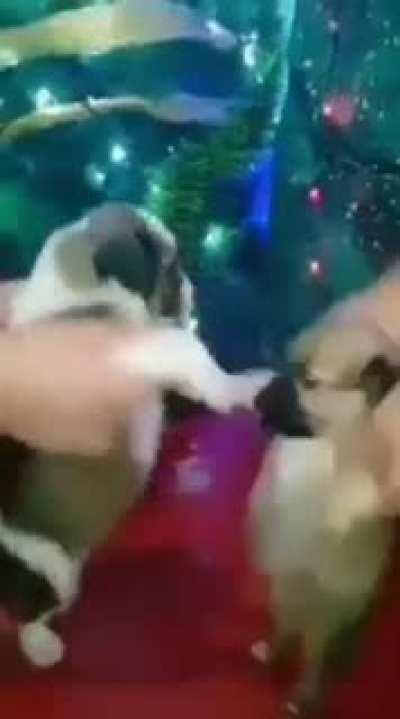 No sé que publicar pero mira, unos perritos bailando