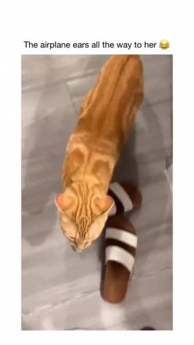 The brain cell woke up and chose violence