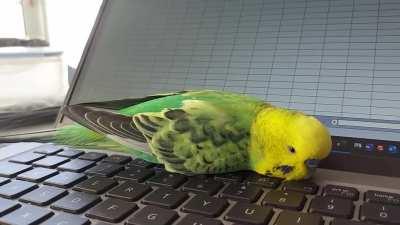 Is it normal for budgies to lie down to sleep like this?