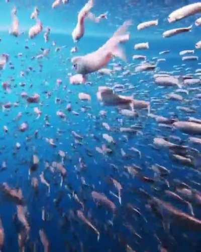 🔥 Northern anchovies on the go!
