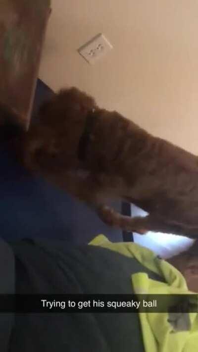 He left his squeaky ball under his sleeping cot