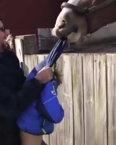 Don't disturb thé horse