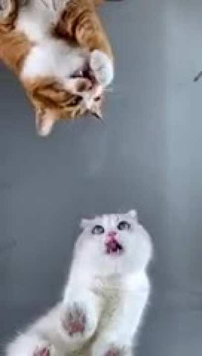 Orange cats are my spirit animal!