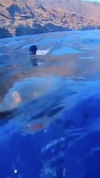 A curious great white inspecting a scuba diver