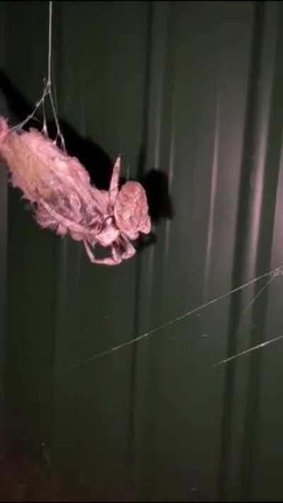 Mein Vater wohnt seit 15 Jahren in Australien und steht auf Tiere. Alle!