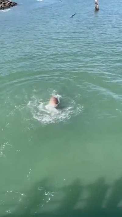 Gull tries to steal from Sea Lion and pays for it.