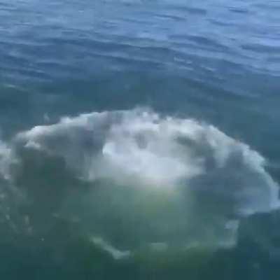 Bird dive fishing Chad