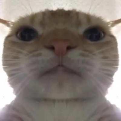 Nome antes da parte do gato