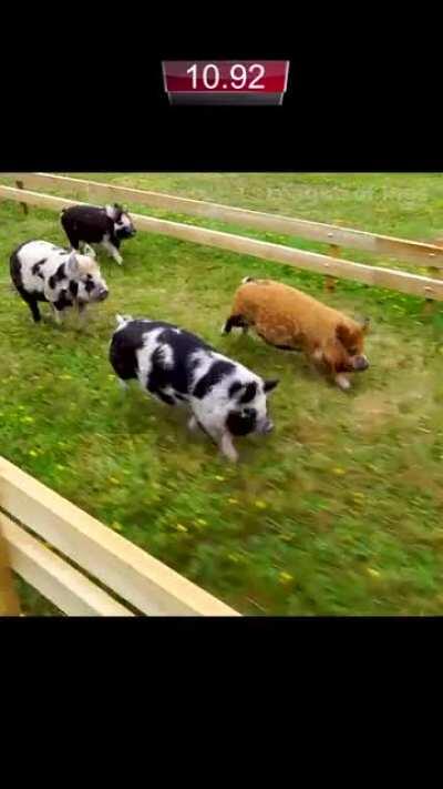 It's for Panda Queen