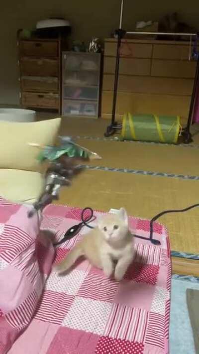 Levi fighting neko kyoujin lol