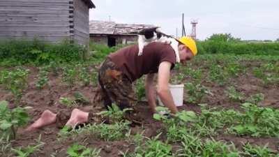 Proof that you don't own a cat; the cat owns you.