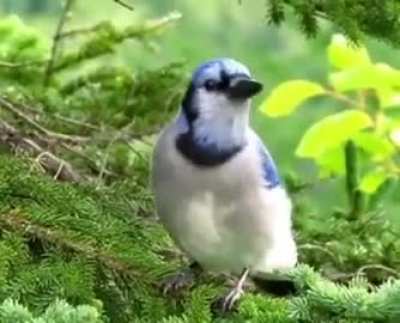 Just an ordinary bird