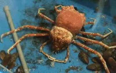 Thanks I hate how crabs molt