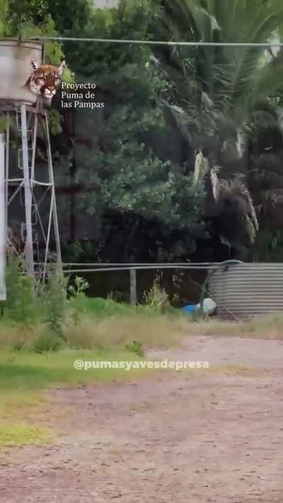 Aparecieron dos michis jugando en un campo bonaerense