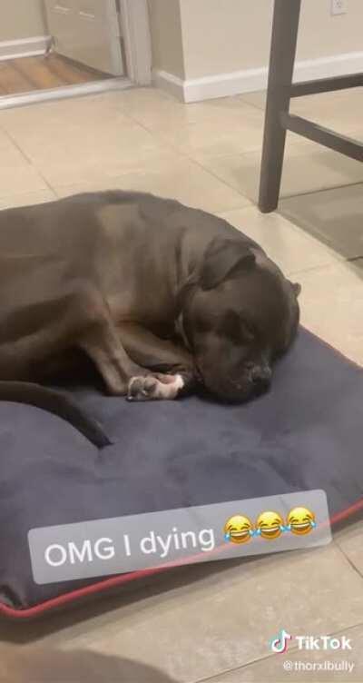 ::SNOOOOOORT:: mimimimimimi