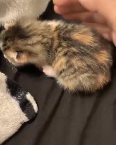 *meow* *meow* ... *MEEEEE-