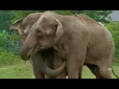 Two Elephants Reunited after over 20 years apart...Be still my beating heart...