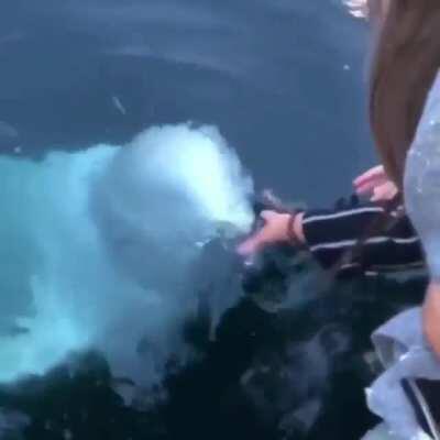 🔥 Beluga whale returning an iPhone