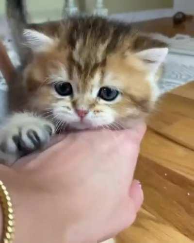 The cutest thing ever omg