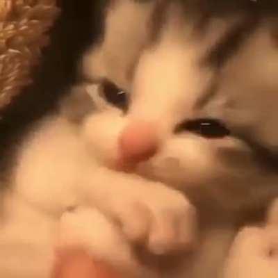 Lickle kitten twying to chew his lickle pawses