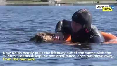 Do you remember Naida the diver? This dog will soon be able to compete with the Patron in popularity!