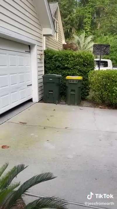 A South Carolina Cat named Chuck was left behind by his owners when they moved away. Poor Chuck. Who could abandon their own family member?