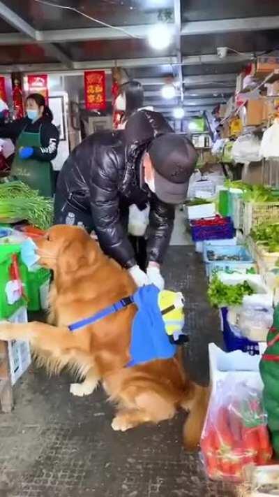 Helping the hooman by getting some groceries