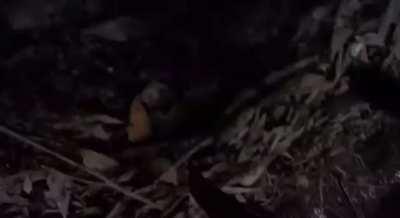 Aussie government drone intercepts civilian drone