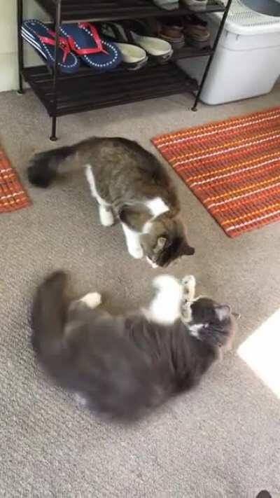 Warning bonk before battle