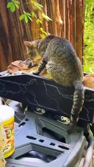 This cat getting overly comfortable