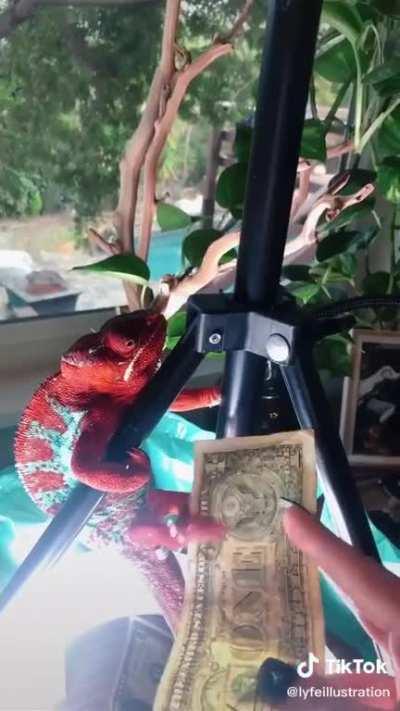 stripper lizard