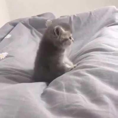 ❤️❤❤️ Meow. I said MEOW! ❤️❤❤️