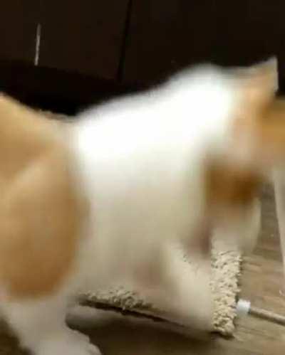 This dog is happy playing with it