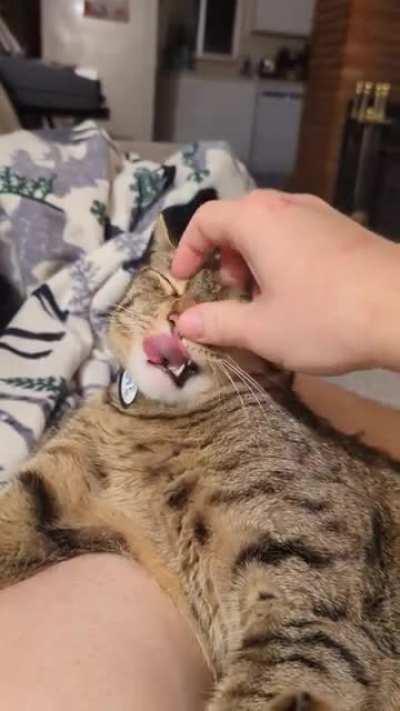 Friendly reminder to give your SICs their daily allotted face pets today