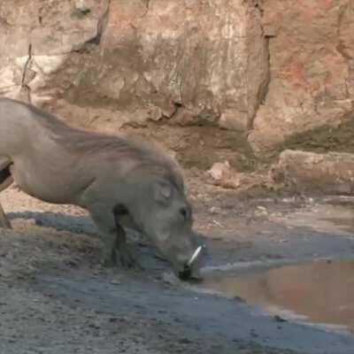 Невероятные рефлексы бородавочника