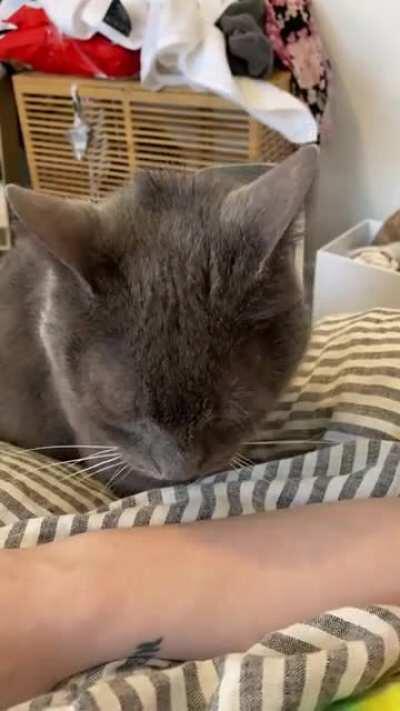 Jeremiah very politely asking for some pets