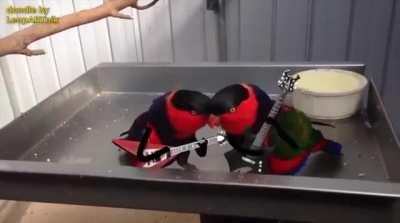 Metal birds having a blast