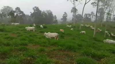 Tratamiento de mordedura de cerpiente con antropina y maxin