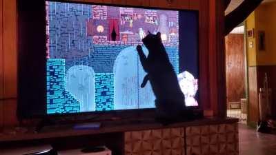 Cat loves watching Chloe play Jump King