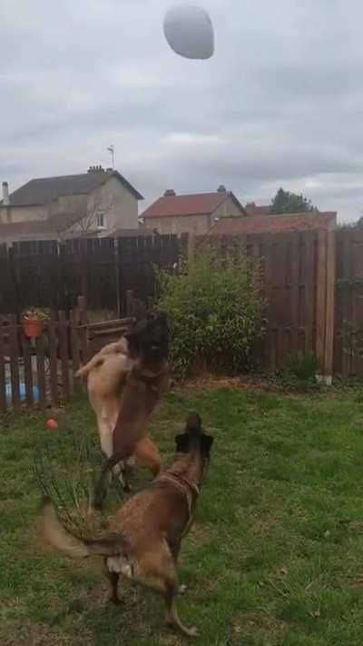 Dogs playing with a balloon, it ends up exploding