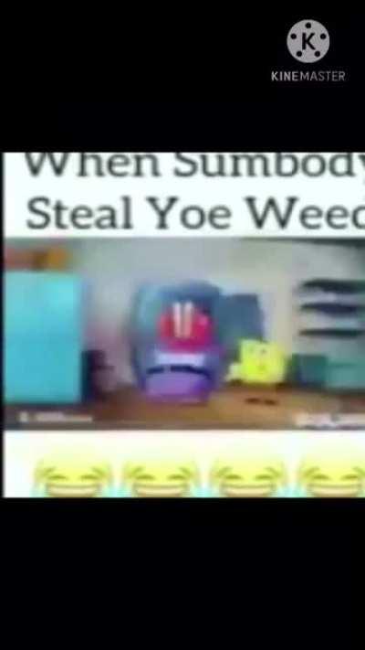 CAMEL WEED HARAM !!!!! ABU DHABI 🔥🤯⚡️ 2022