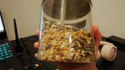 Thanks I love singing and dancing parrot