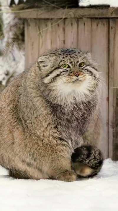 🔥 Pallas's Cat is a small wild cat that thrives in extreme colds of ladakh & Siberia, It has very dense coat. It's rounded ears that lie flat on sides of its head(quite distinctive) is reason behind its scientific name Otocolobus (meaning ugly eared i