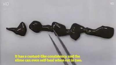 The era of fluid robots begins. These robots, made of magnetic slime, can be inserted into the human body for operations such as removing accidentally swallowed objects.