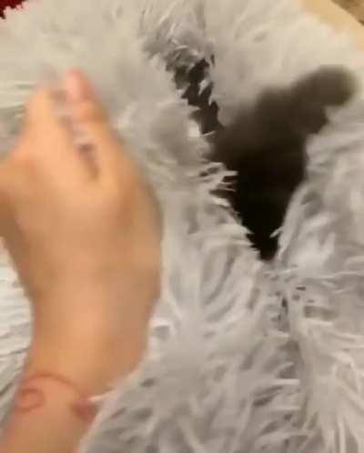 ¿Que pasaria si lo hace con la pecky?