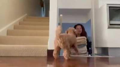 Pupper always surprise her Mum.