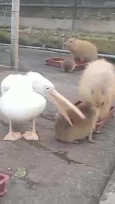 To eat a capybara